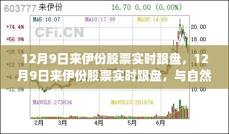 12月9日來伊份股票實(shí)時(shí)跟蹤，與自然美景共舞，探尋內(nèi)心平和之旅