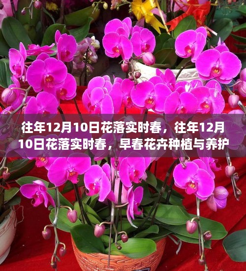 早春花卉種植與養(yǎng)護全攻略，12月10日花落實時春的種植與養(yǎng)護指南
