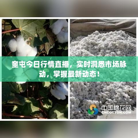 奎屯今日行情直播，實(shí)時(shí)洞悉市場(chǎng)脈動(dòng)，掌握最新動(dòng)態(tài)！