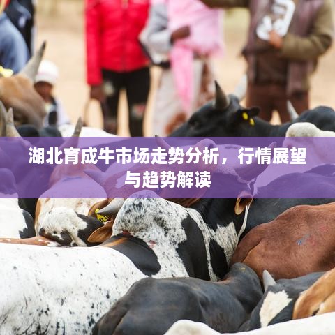 湖北育成牛市場走勢分析，行情展望與趨勢解讀