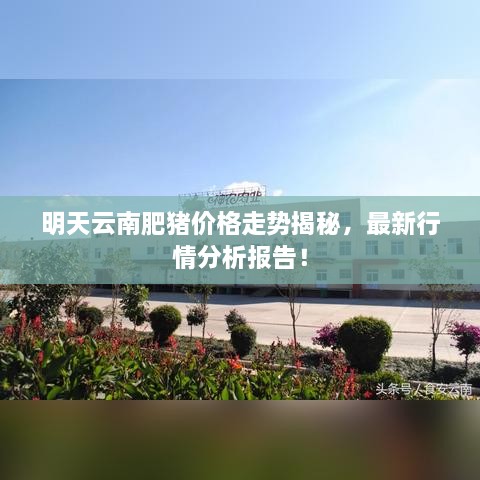 明天云南肥豬價(jià)格走勢(shì)揭秘，最新行情分析報(bào)告！