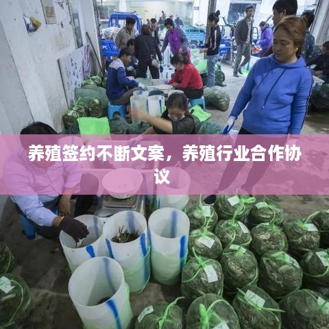 養(yǎng)殖簽約不斷文案，養(yǎng)殖行業(yè)合作協(xié)議 