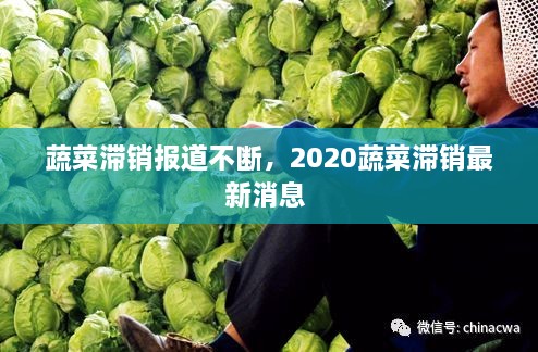 蔬菜滯銷報道不斷，2020蔬菜滯銷最新消息 