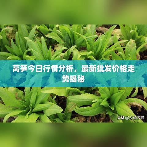 萵筍今日行情分析，最新批發(fā)價格走勢揭秘