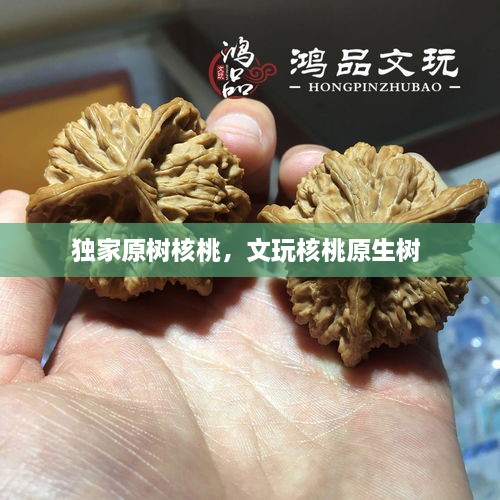 獨家原樹核桃，文玩核桃原生樹 