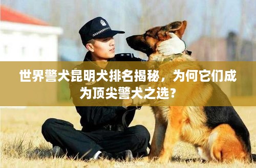 世界警犬昆明犬排名揭秘，為何它們成為頂尖警犬之選？