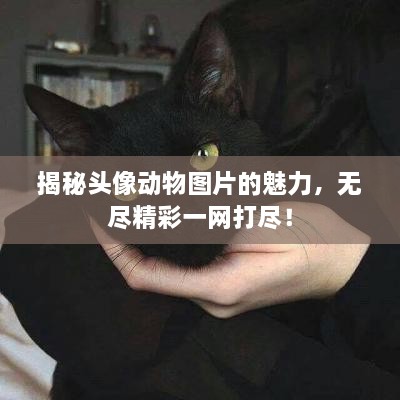 揭秘頭像動物圖片的魅力，無盡精彩一網打盡！