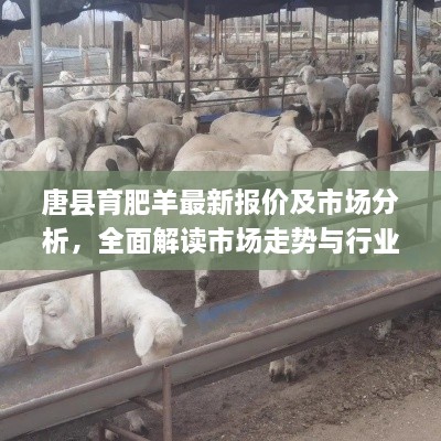 唐縣育肥羊最新報(bào)價(jià)及市場(chǎng)分析，全面解讀市場(chǎng)走勢(shì)與行業(yè)趨勢(shì)