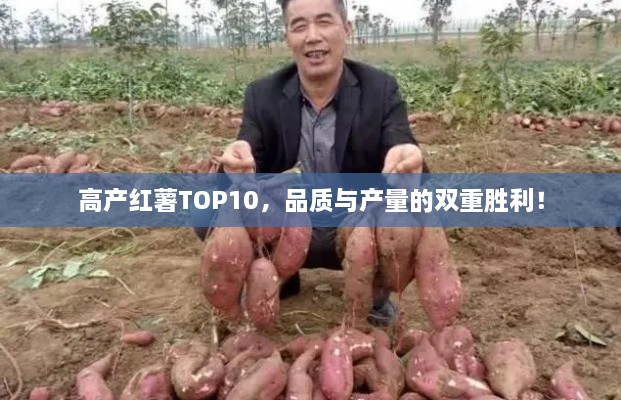 高產紅薯TOP10，品質與產量的雙重勝利！
