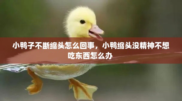 小鴨子不斷縮頭怎么回事，小鴨縮頭沒精神不想吃東西怎么辦 