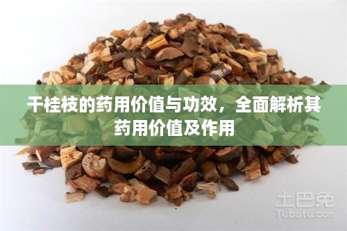 干桂枝的藥用價(jià)值與功效，全面解析其藥用價(jià)值及作用