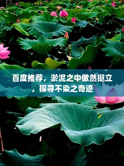 百度推薦，淤泥之中傲然挺立，探尋不染之奇跡
