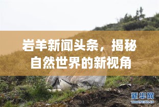 巖羊新聞頭條，揭秘自然世界的新視角