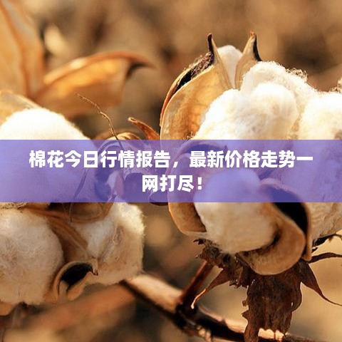 棉花今日行情報告，最新價格走勢一網(wǎng)打盡！