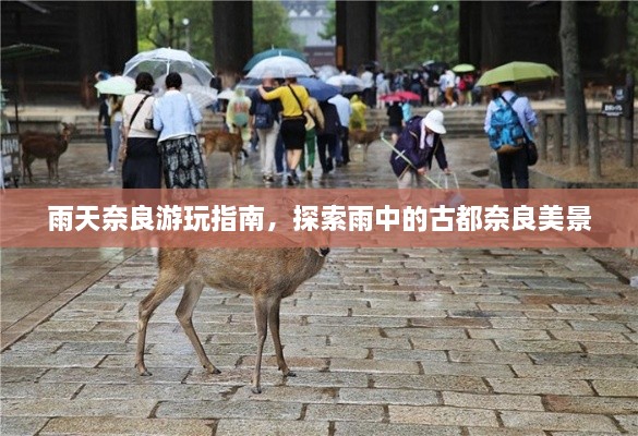 雨天奈良游玩指南，探索雨中的古都奈良美景