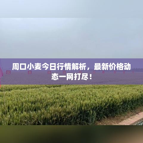 周口小麥今日行情解析，最新價(jià)格動(dòng)態(tài)一網(wǎng)打盡！