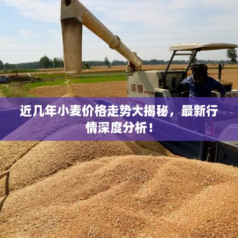 近幾年小麥價格走勢大揭秘，最新行情深度分析！