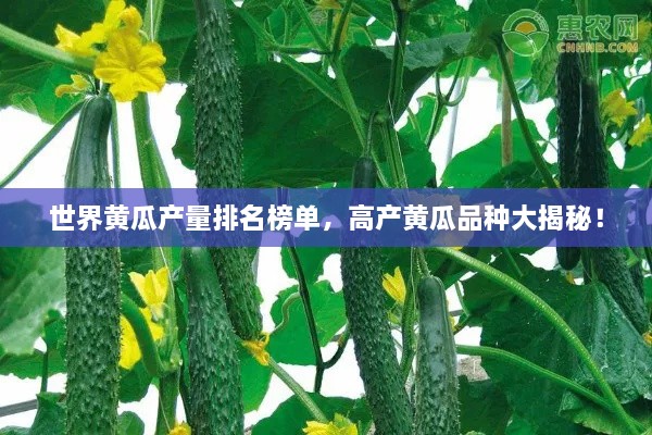 世界黃瓜產(chǎn)量排名榜單，高產(chǎn)黃瓜品種大揭秘！