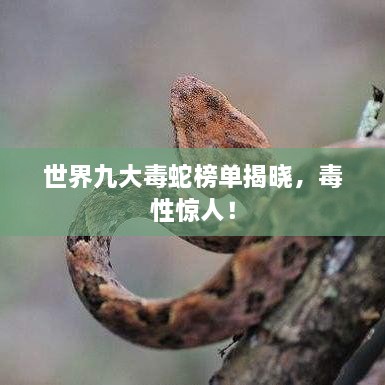 世界九大毒蛇榜單揭曉，毒性驚人！