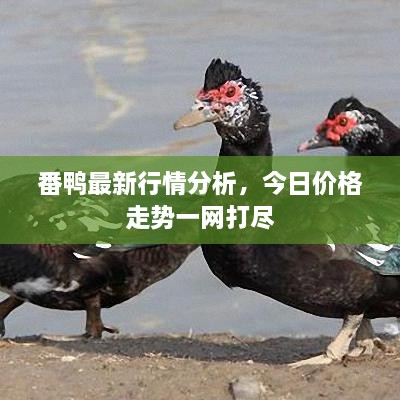 番鴨最新行情分析，今日價(jià)格走勢(shì)一網(wǎng)打盡