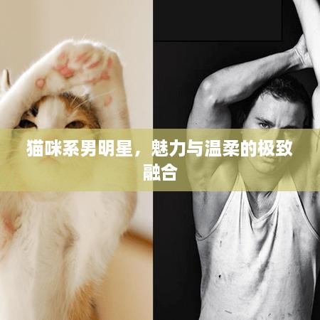 貓咪系男明星，魅力與溫柔的極致融合