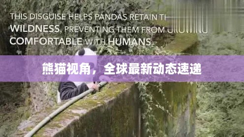 熊貓視角，全球最新動態(tài)速遞