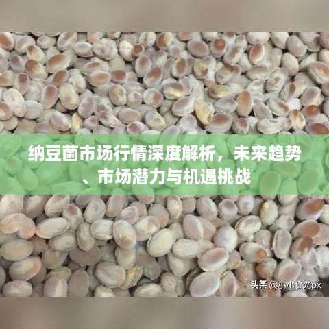 納豆菌市場行情深度解析，未來趨勢、市場潛力與機遇挑戰(zhàn)