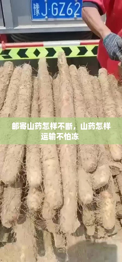 郵寄山藥怎樣不斷，山藥怎樣運輸不怕凍 