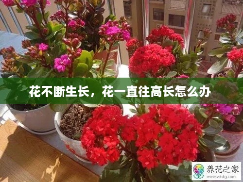 花不斷生長，花一直往高長怎么辦 