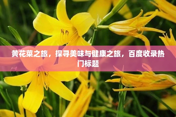 黃花菜之旅，探尋美味與健康之旅，百度收錄熱門(mén)標(biāo)題