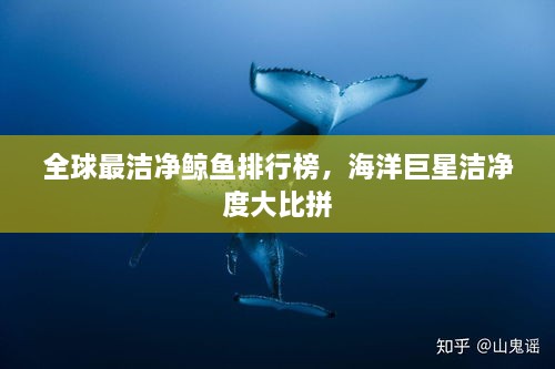 全球最潔凈鯨魚排行榜，海洋巨星潔凈度大比拼
