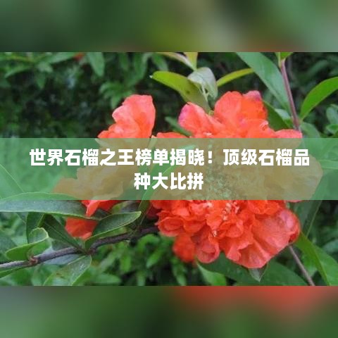 世界石榴之王榜單揭曉！頂級(jí)石榴品種大比拼